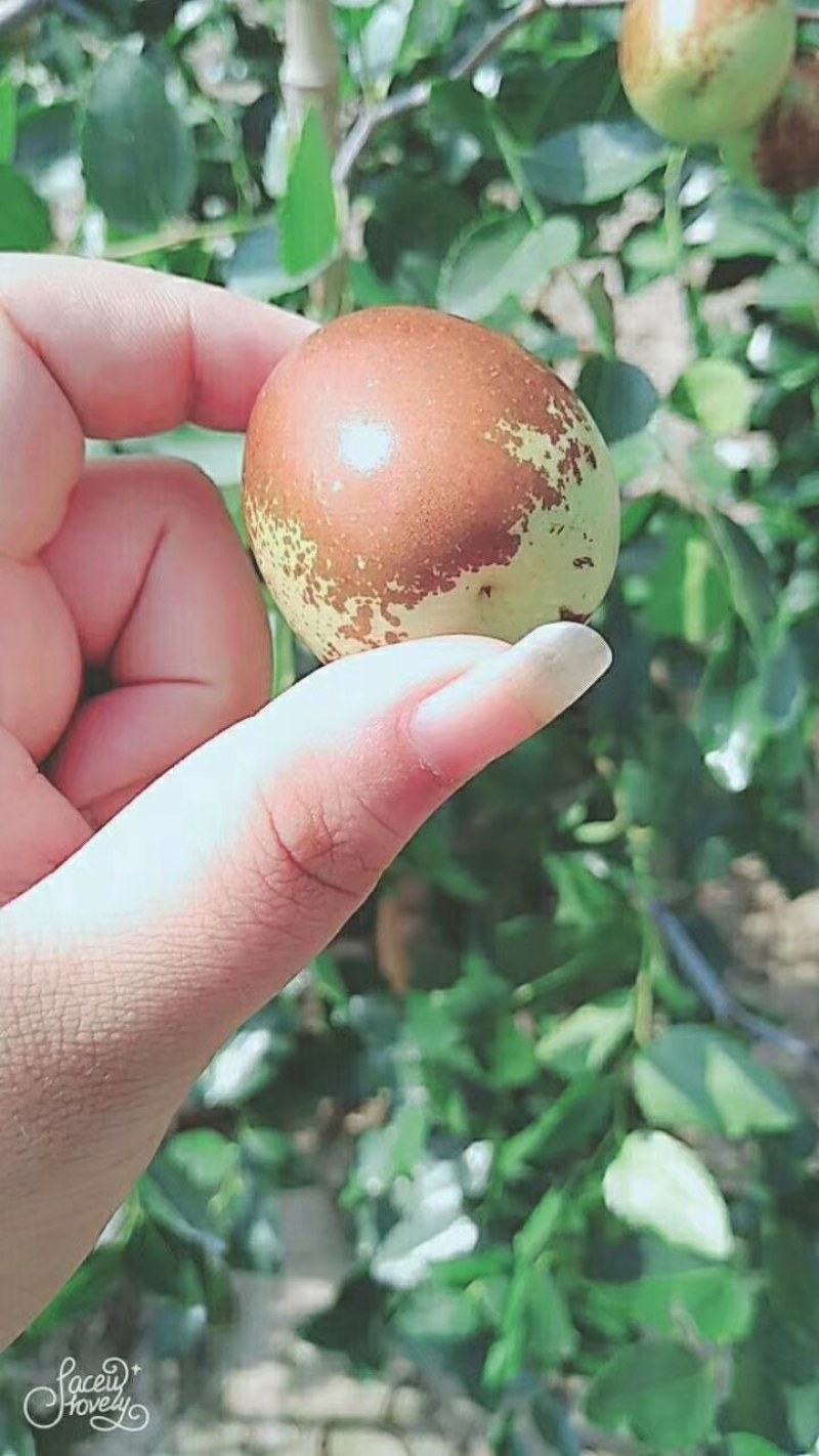 山东昌邑富硒梨枣，口感脆甜，完全自然成熟，欢迎选购。