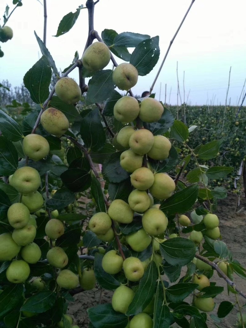 山东昌邑富硒梨枣，口感脆甜，完全自然成熟，欢迎选购。