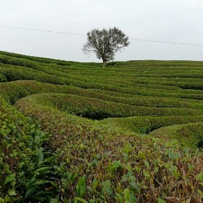 武夷岩茶大红袍正山小种，金骏眉招商