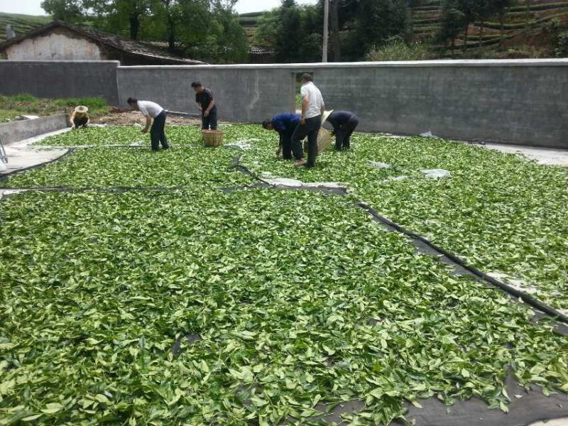 武夷岩茶大红袍正山小种，金骏眉招商