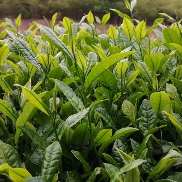武夷岩茶大红袍正山小种，金骏眉招商