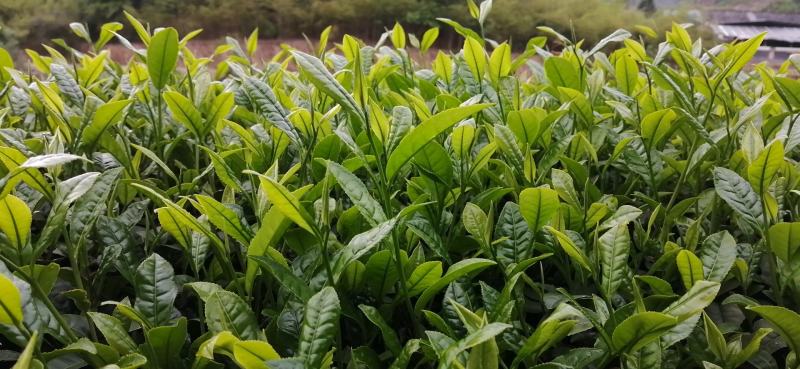 武夷岩茶大红袍正山小种，金骏眉招商