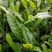 武夷岩茶大红袍正山小种，金骏眉招商