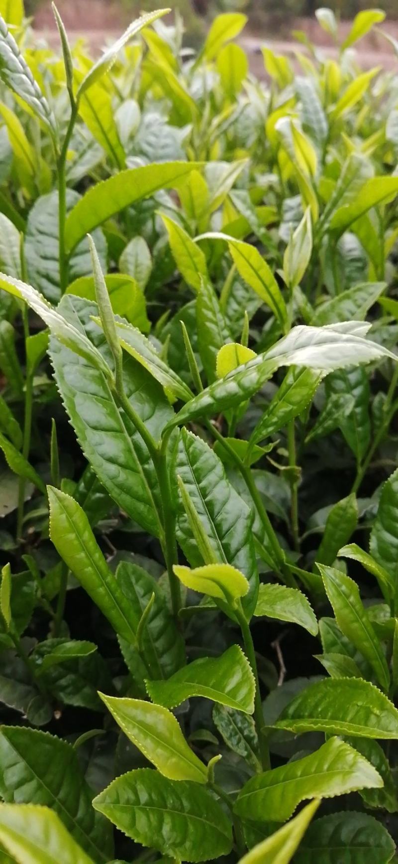 武夷岩茶大红袍正山小种，金骏眉招商