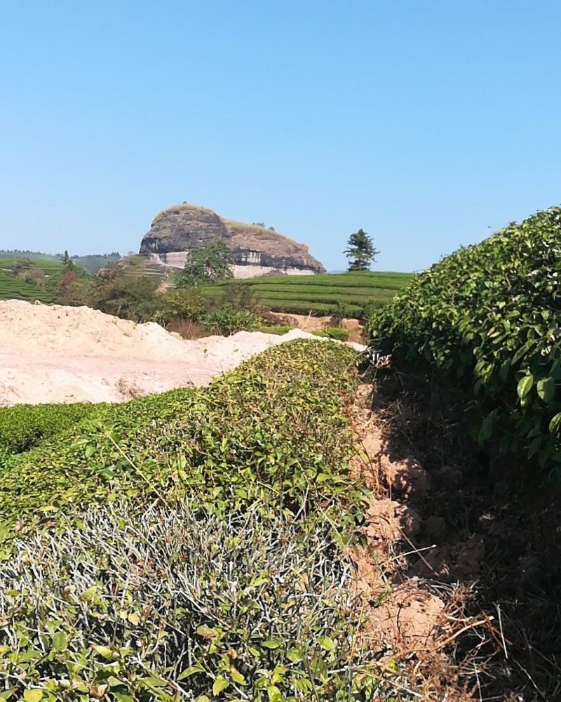 武夷岩茶大红袍正山小种，金骏眉招商