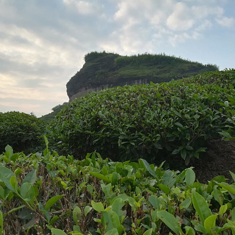 武夷岩茶大红袍正山小种，金骏眉招商