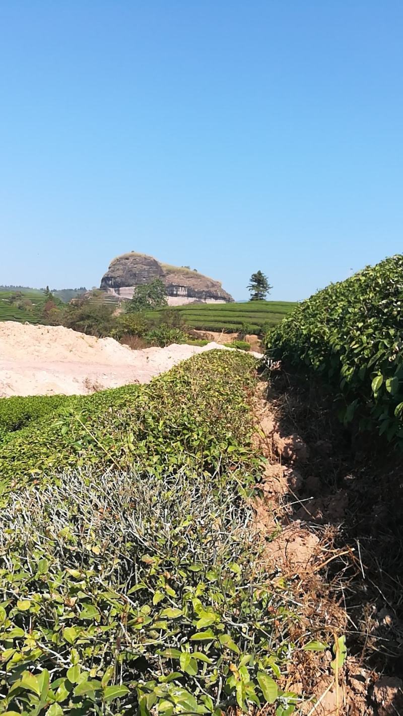 武夷岩茶大红袍正山小种，金骏眉招商