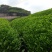 武夷岩茶大红袍正山小种，金骏眉招商