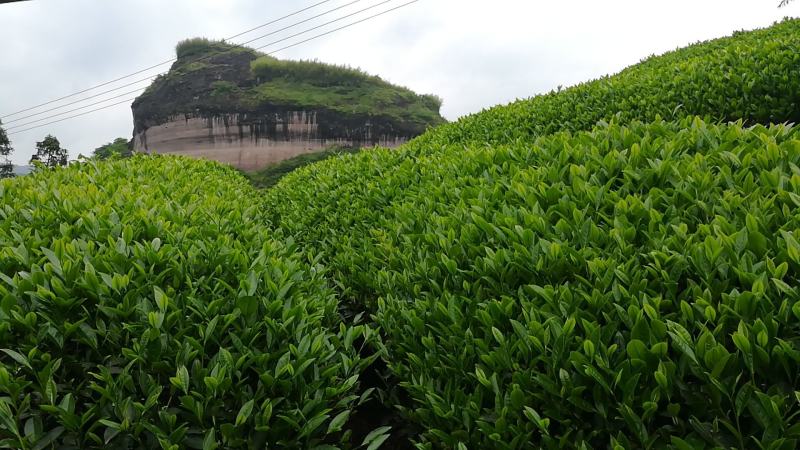 武夷岩茶大红袍正山小种，金骏眉招商