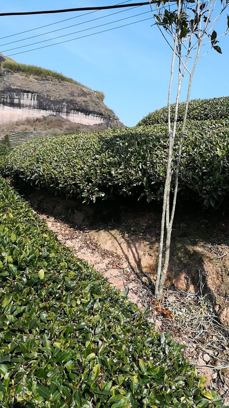 武夷岩茶大红袍正山小种，金骏眉招商