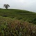 武夷岩茶大红袍正山小种，金骏眉招商