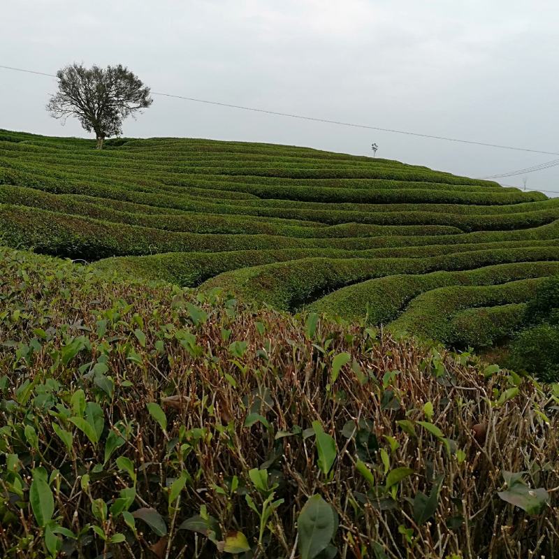 武夷岩茶大红袍正山小种，金骏眉招商