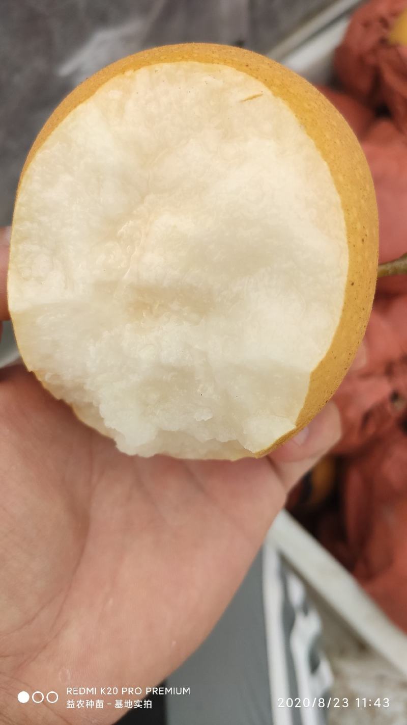 砀山秋月梨基地直供，汁多味甜清香爽口，甜度高，货源足欢迎咨询