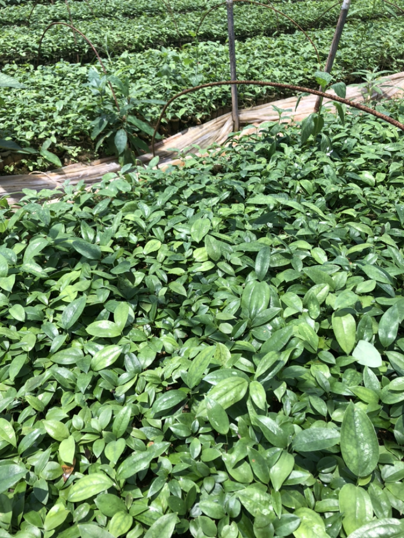 【推荐】广西土茯苓苗杯苗两条芽以上成活率高品种纯