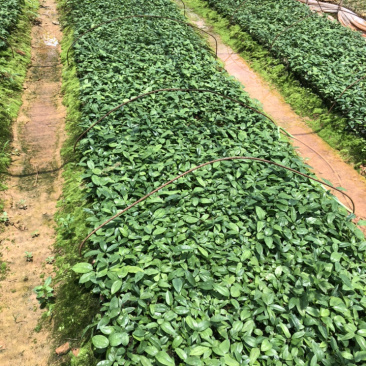 【推荐】广西土茯苓苗杯苗两条芽以上成活率高品种纯