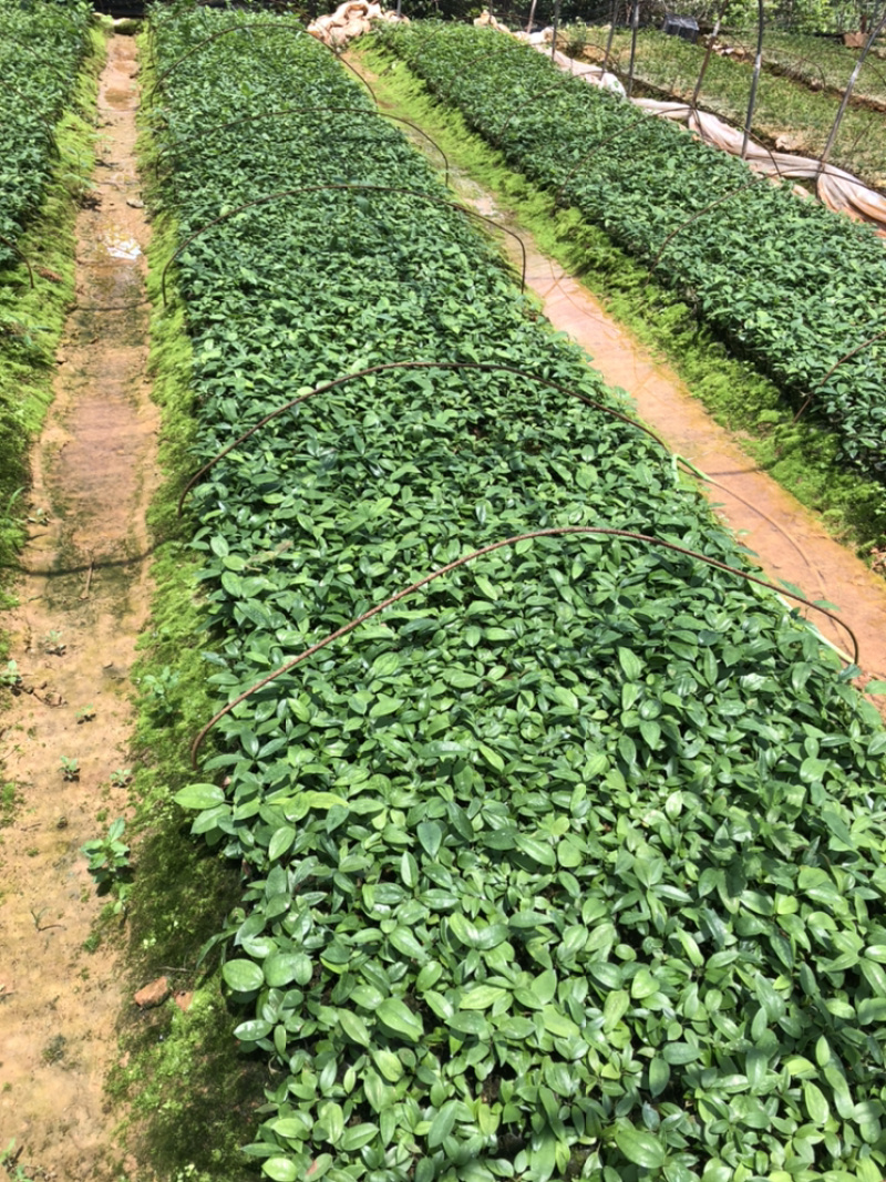【推荐】广西土茯苓苗杯苗两条芽以上成活率高品种纯
