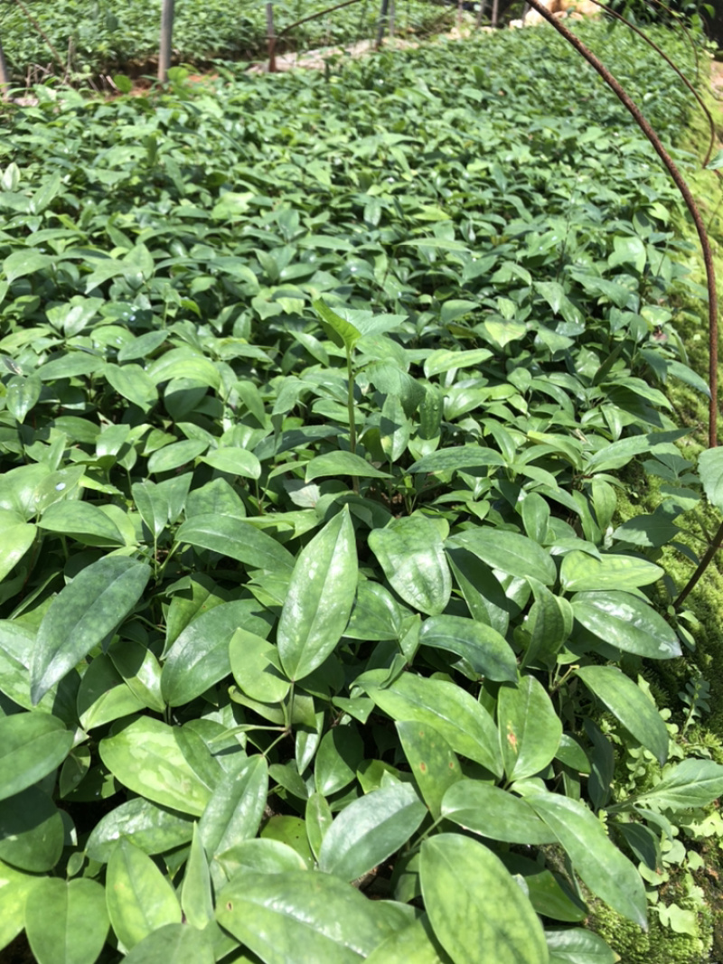 【推荐】广西土茯苓苗杯苗两条芽以上成活率高品种纯