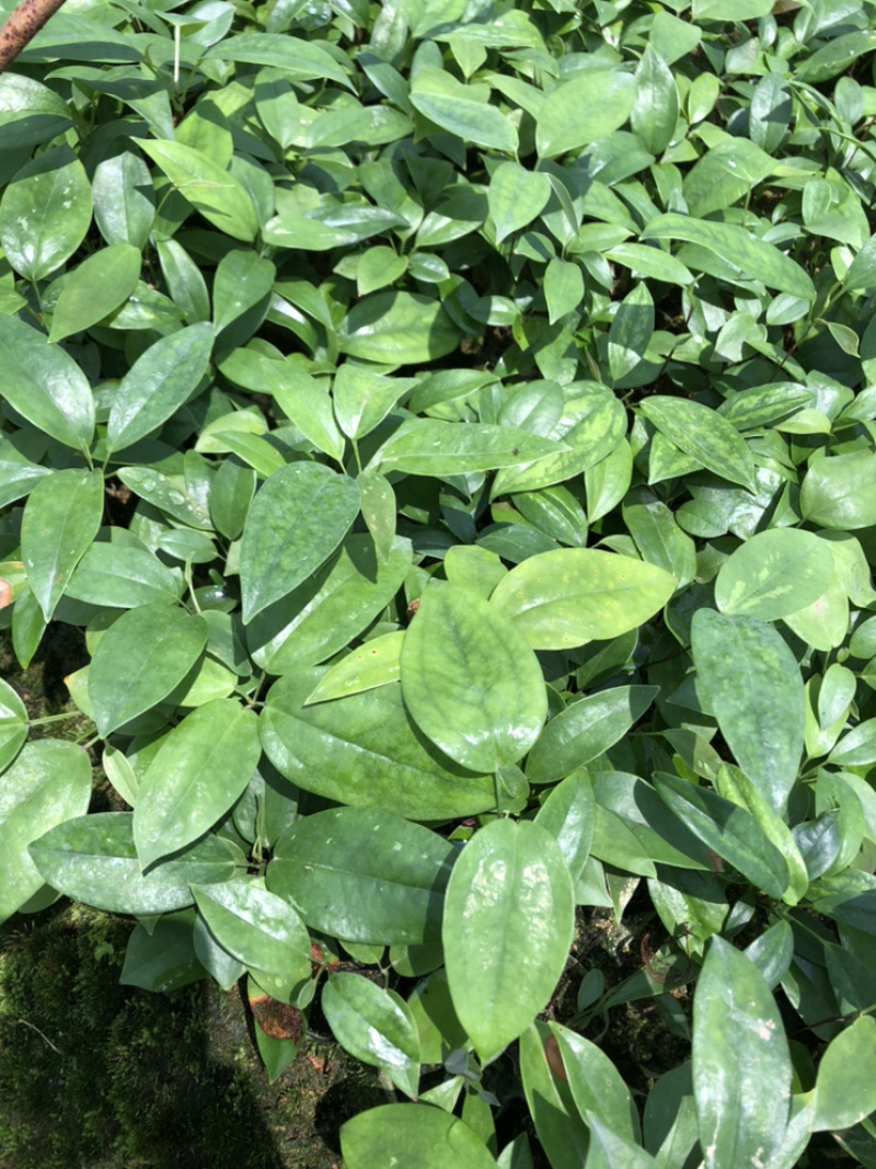 【推荐】广西土茯苓苗杯苗两条芽以上成活率高品种纯
