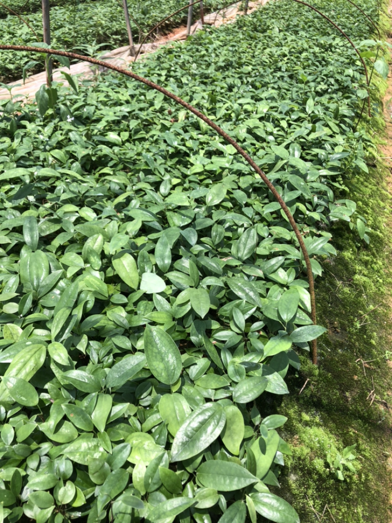 【推荐】广西土茯苓苗杯苗两条芽以上成活率高品种纯