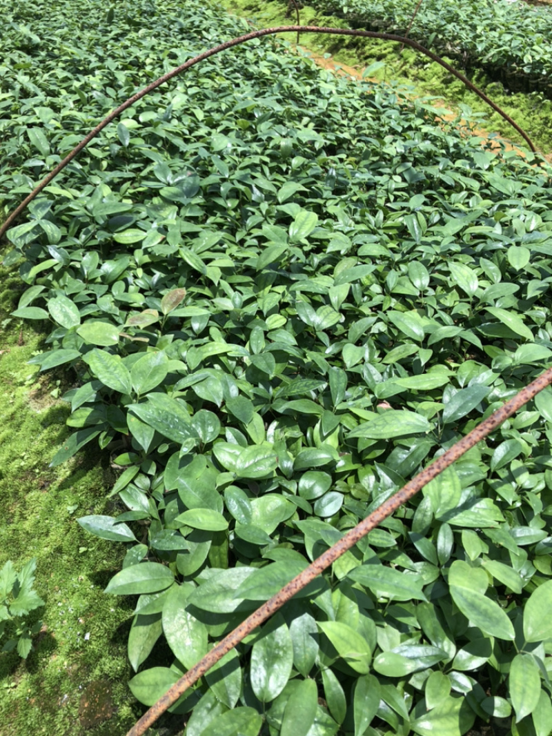 【推荐】广西土茯苓苗杯苗两条芽以上成活率高品种纯