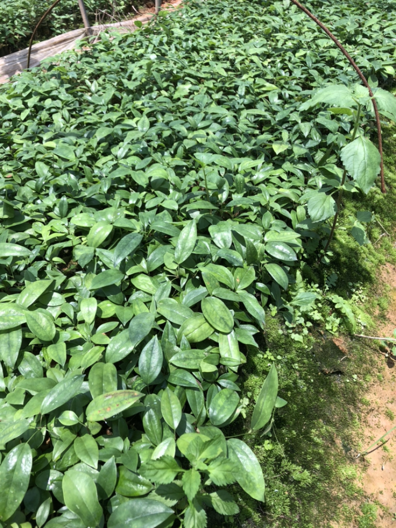 【推荐】广西土茯苓苗杯苗两条芽以上成活率高品种纯