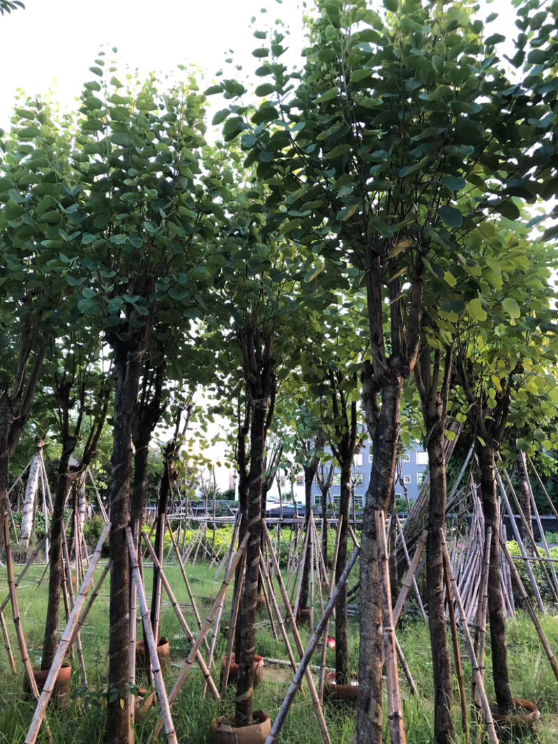 大量现货宫粉紫荆出售，各种规格胸径5-30公分
