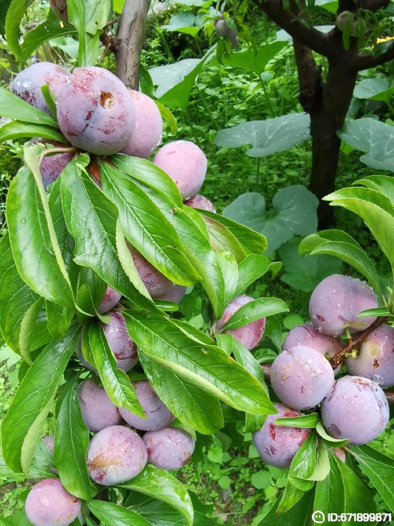 红脆李，汶川茂县红脆李大量上市，我是代办，欢迎来电咨询。