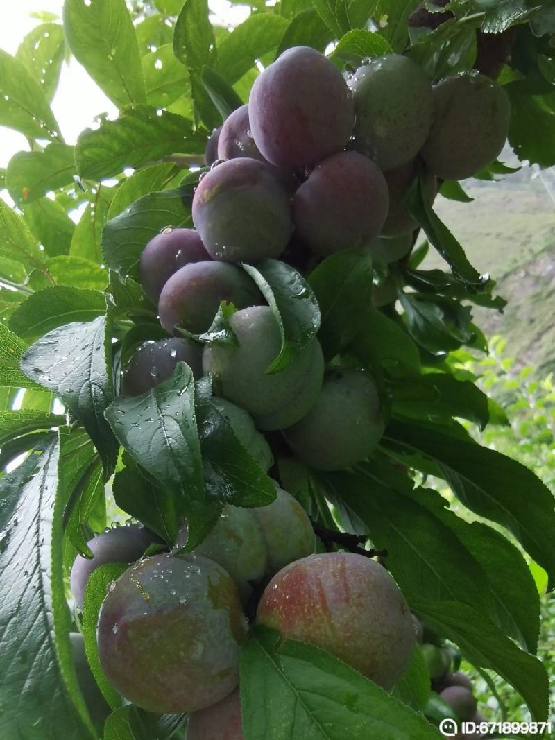 红脆李，汶川茂县红脆李大量上市，我是代办，欢迎来电咨询。