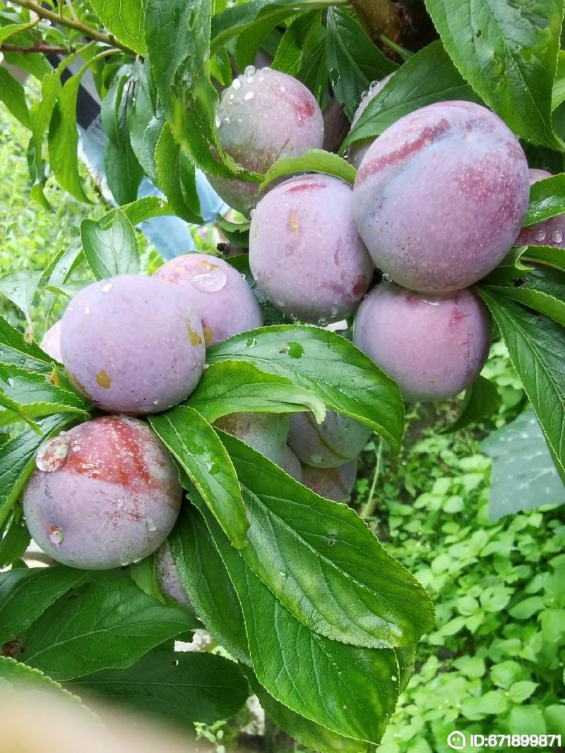 红脆李，汶川茂县红脆李大量上市，我是代办，欢迎来电咨询。