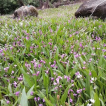 三叉紫花白芨鲜货，块茎大