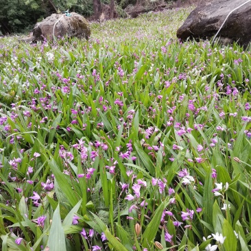 三叉紫花白芨鲜货，块茎大