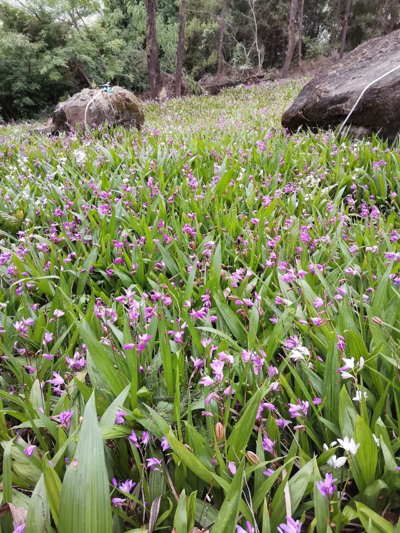 三叉紫花白芨鲜货，块茎大