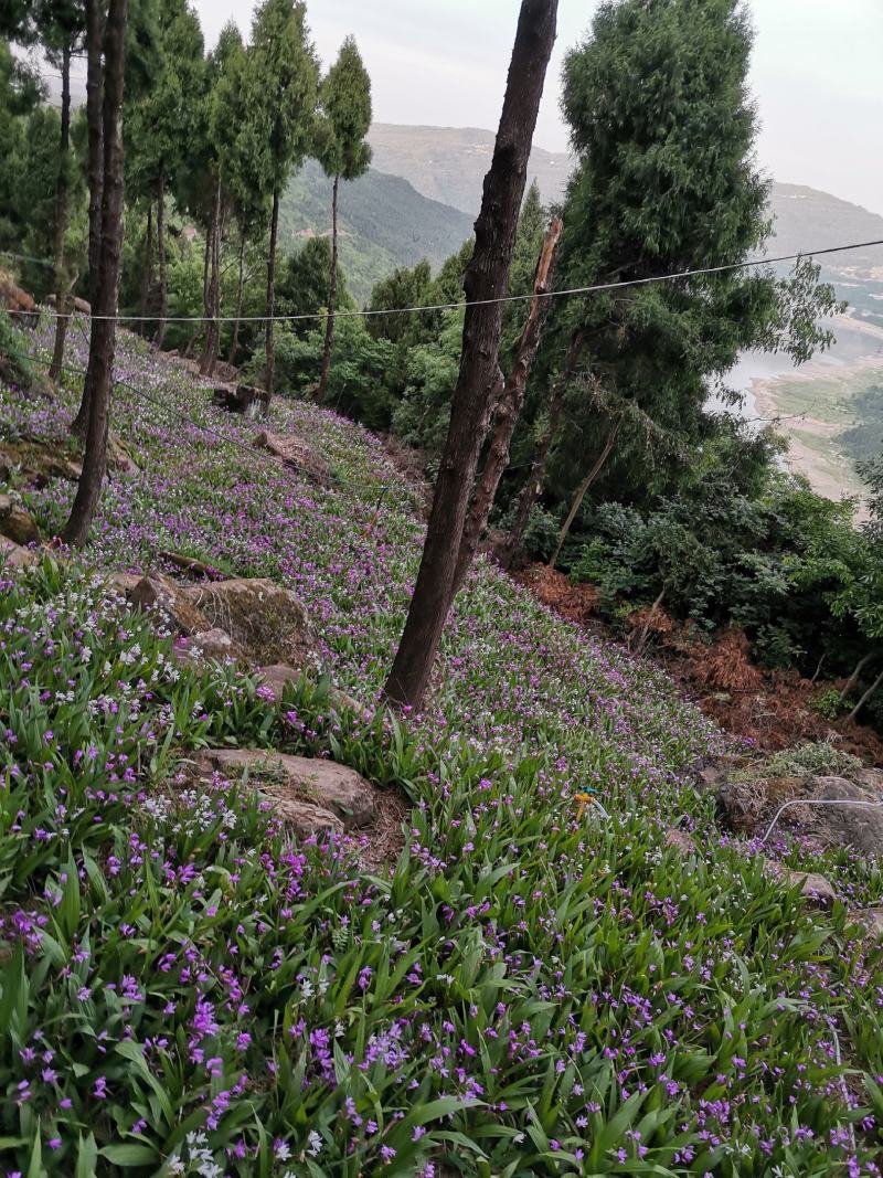 三叉紫花白芨鲜货，块茎大