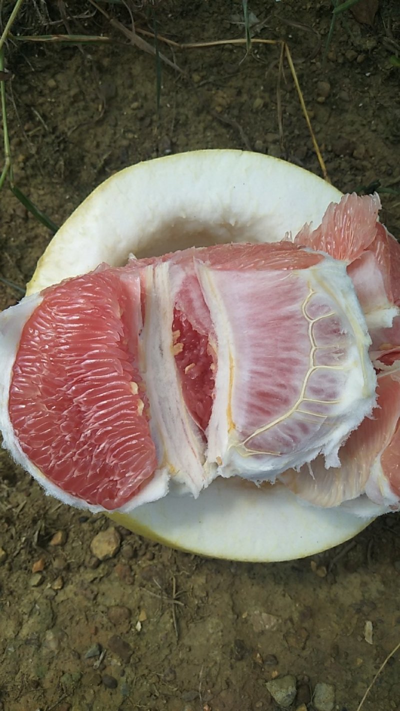 新鲜三红蜜抽