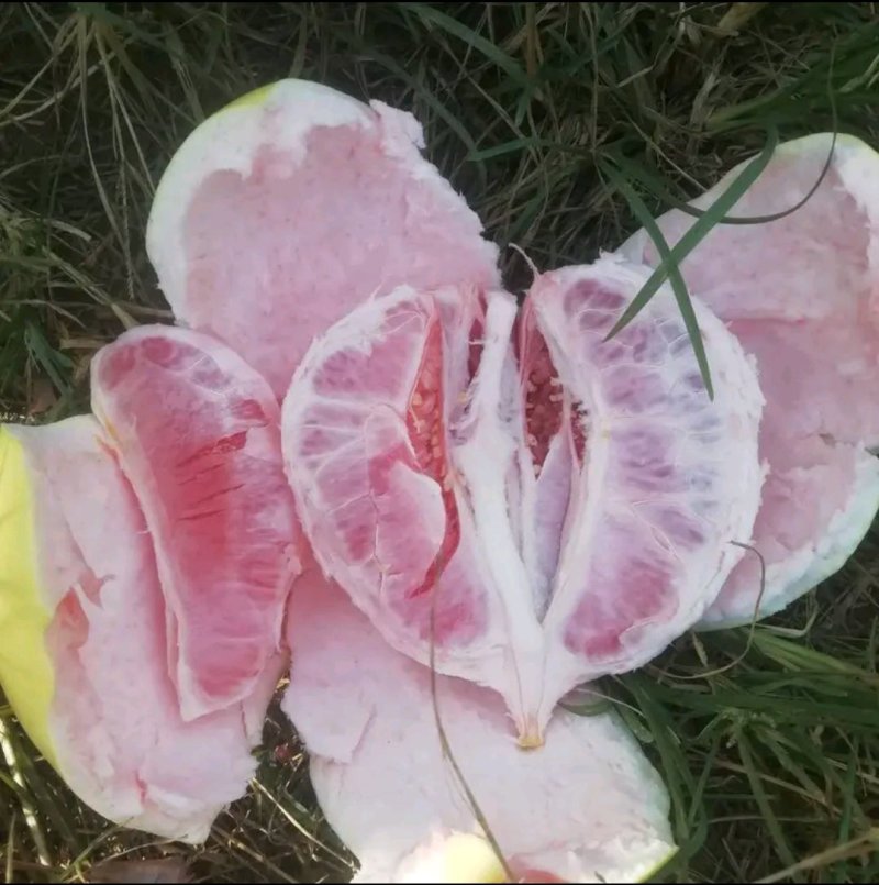 新鲜三红蜜抽