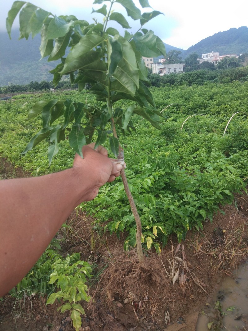 黑黄皮果苗又名(黑金刚)原产地基地一手货