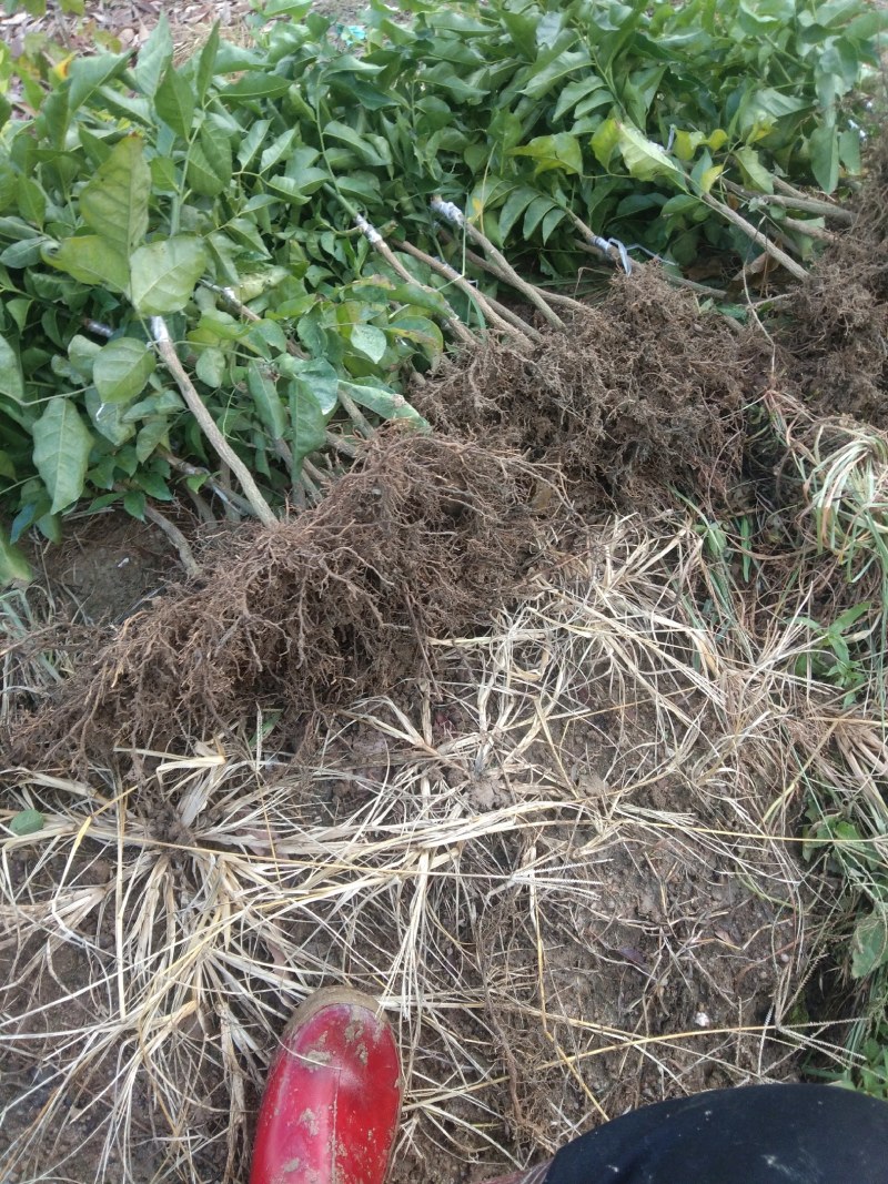 黑黄皮果苗又名(黑金刚)原产地基地一手货