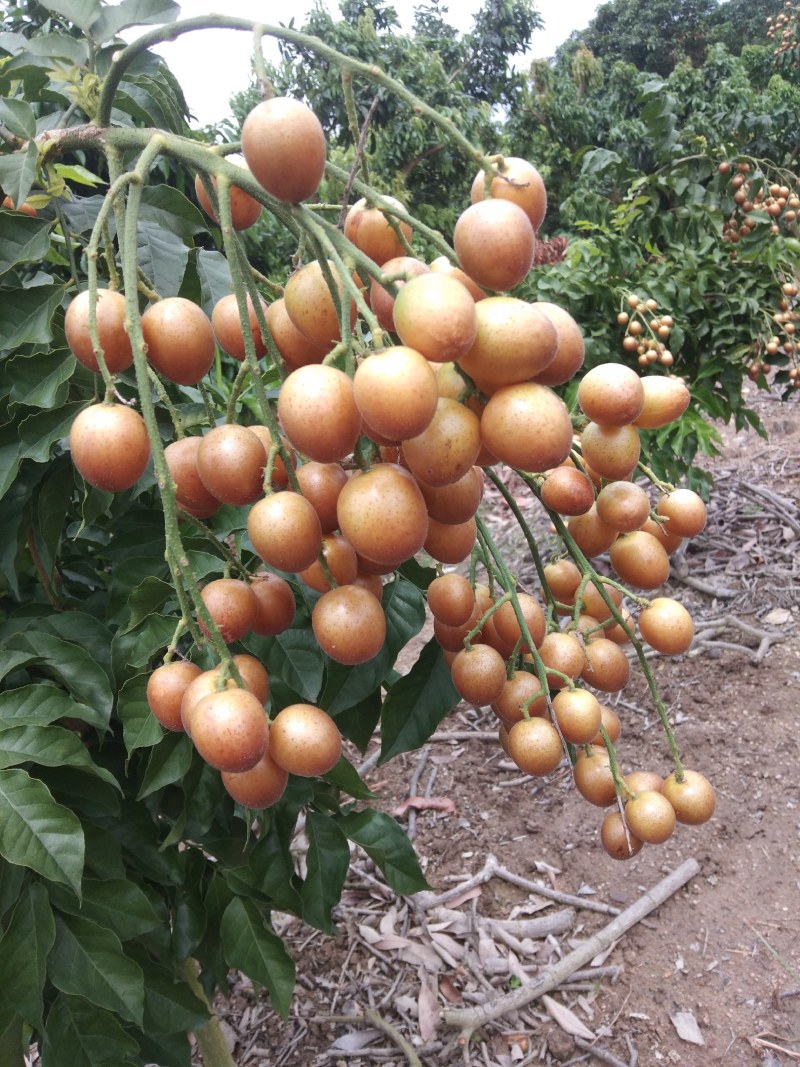 黑黄皮果苗又名(黑金刚)原产地基地一手货