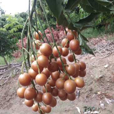 黑黄皮果苗又名(黑金刚)原产地基地一手货