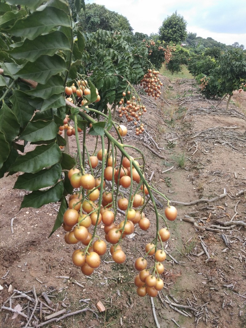 黑黄皮果苗又名(黑金刚)原产地基地一手货