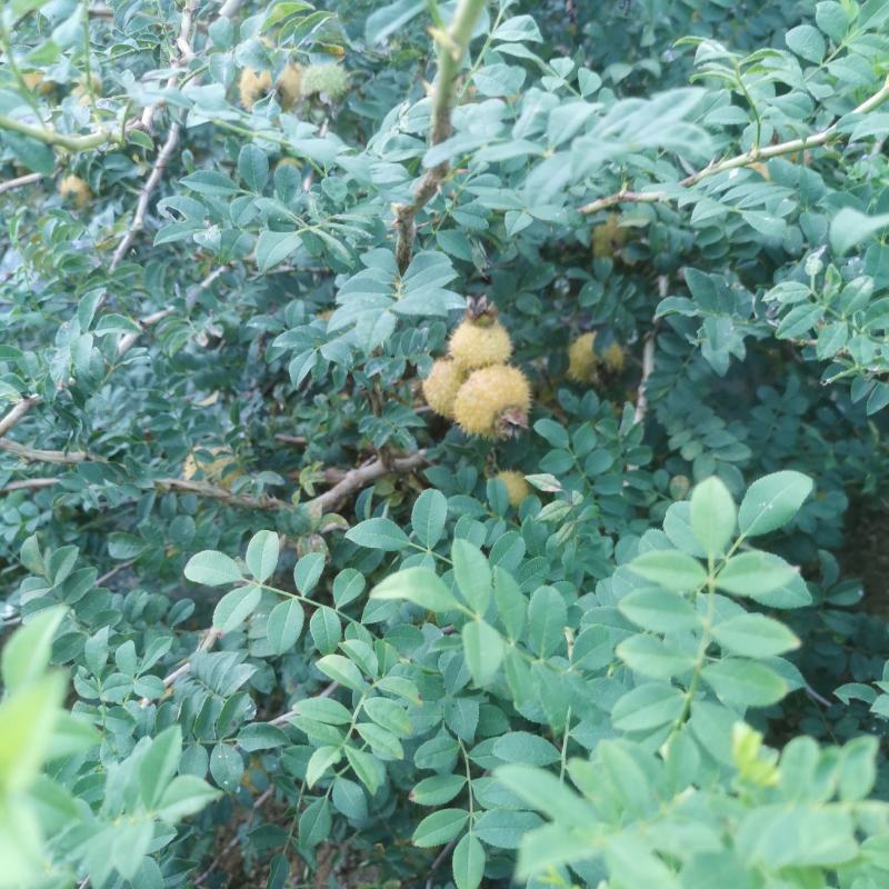 【牛商推荐】贵州毕节野生刺梨，量大从优，货源充足