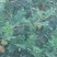 【牛商推荐】贵州毕节野生刺梨，量大从优，货源充足