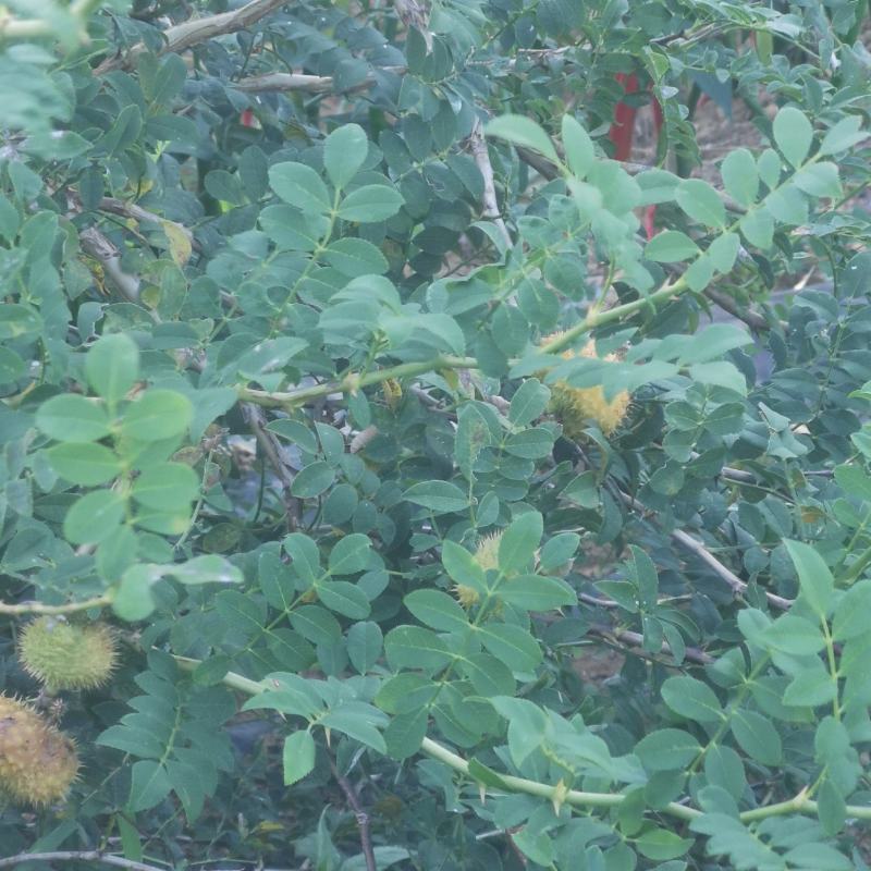 【牛商推荐】贵州毕节野生刺梨，量大从优，货源充足