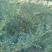 【牛商推荐】贵州毕节野生刺梨，量大从优，货源充足