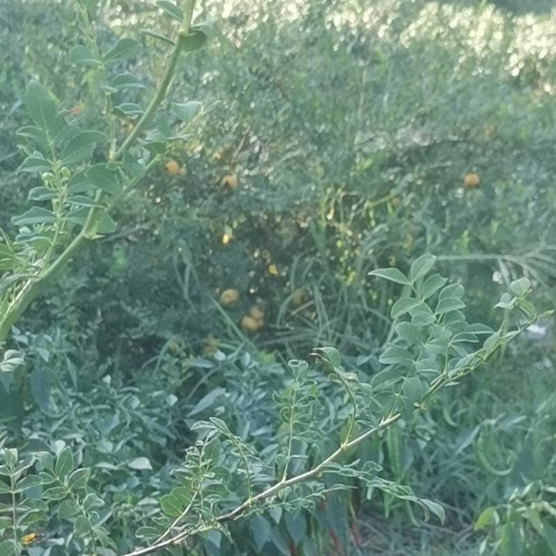 【牛商推荐】贵州毕节野生刺梨，量大从优，货源充足