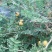 【牛商推荐】贵州毕节野生刺梨，量大从优，货源充足