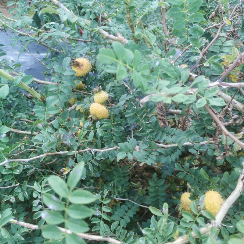 【牛商推荐】贵州毕节野生刺梨，量大从优，货源充足