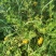 【牛商推荐】贵州毕节野生刺梨，量大从优，货源充足