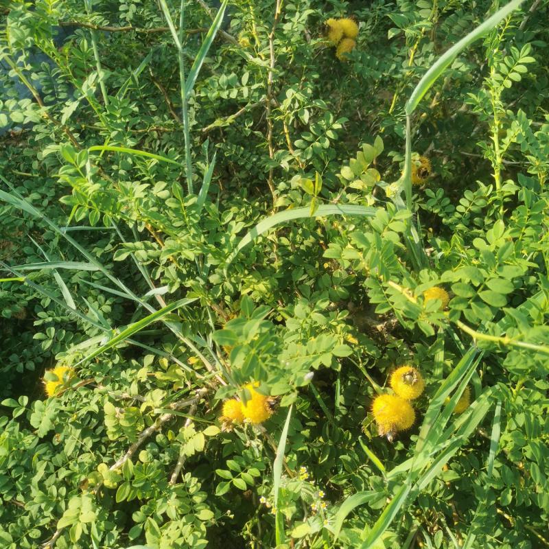 【牛商推荐】贵州毕节野生刺梨，量大从优，货源充足