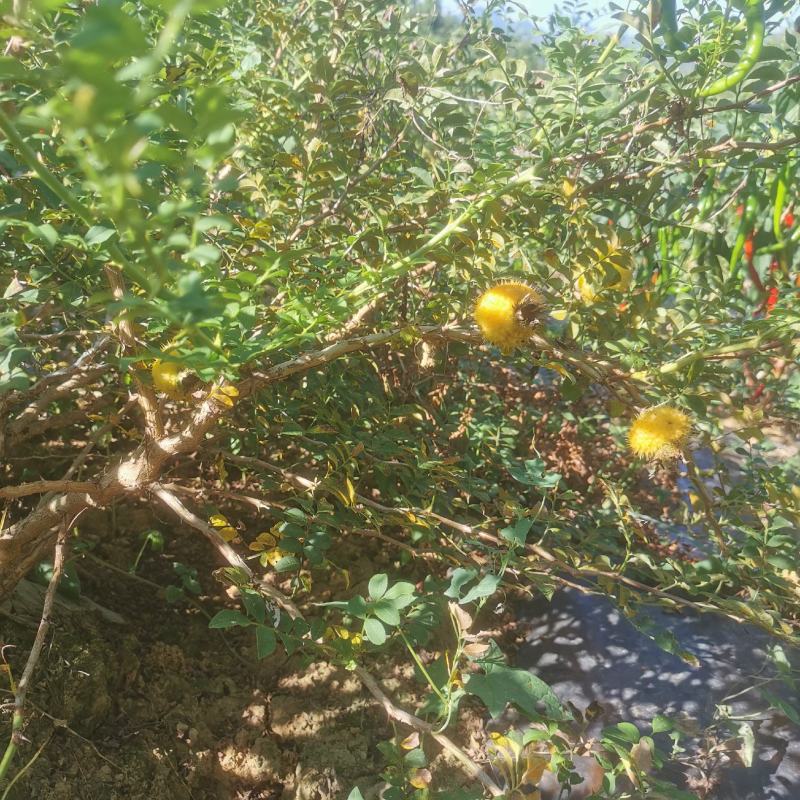 【牛商推荐】贵州毕节野生刺梨，量大从优，货源充足